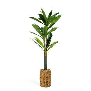 Műnövény dekoráció - Dracaena Fragrans - 1,1-1,2 m     11906 - Image 2